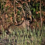 Leopard | Gabon Untouched