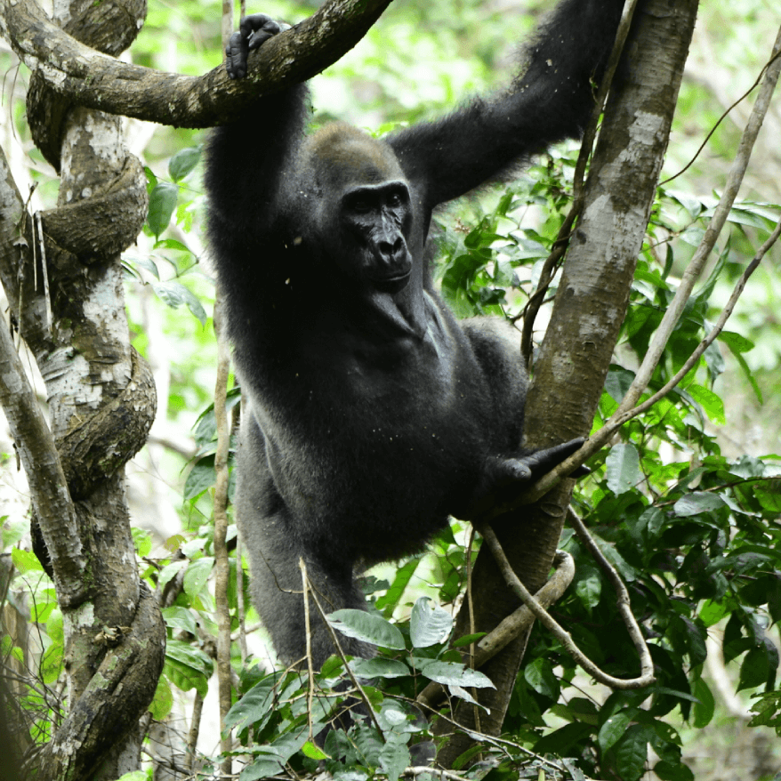 Gorila | Gabon Untouched