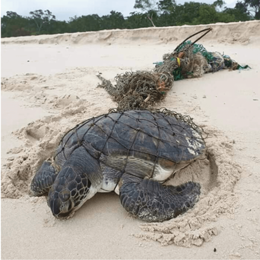 Tortuga marina | Gabon Untouched