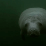 Seal | Gabon Untouched